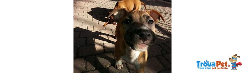 Cuccioli di American Staffordshire Terrier Molto Belli - Foto n. 1