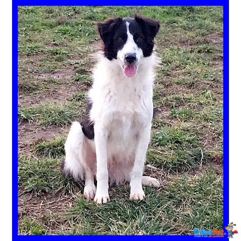 Petrux Cucciolone 10 mesi Simil Border Aspetta una Mamma - Foto n. 3