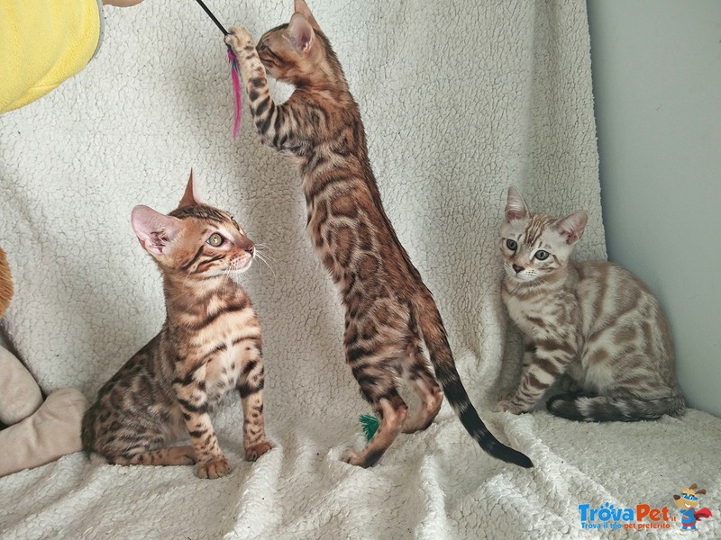 Bengal Cuccioli - Foto n. 1