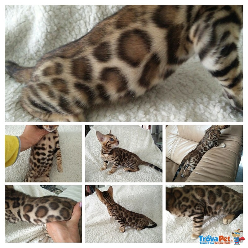 Bengal Cuccioli - Foto n. 2