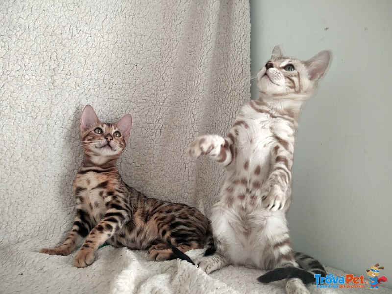 Bengal Cuccioli - Foto n. 3