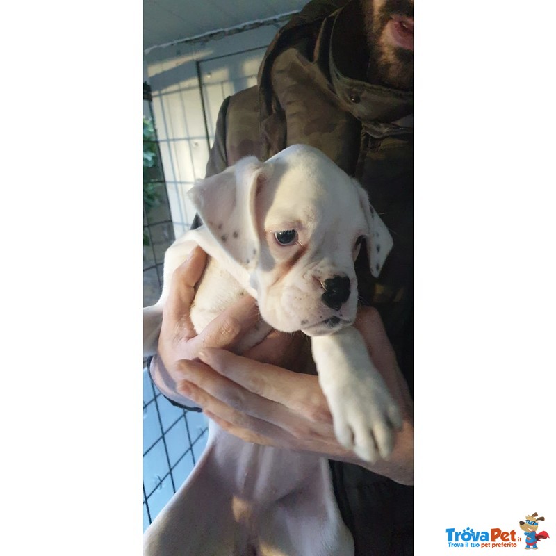 Disponibile Cucciola di Boxer Bianca - Foto n. 4