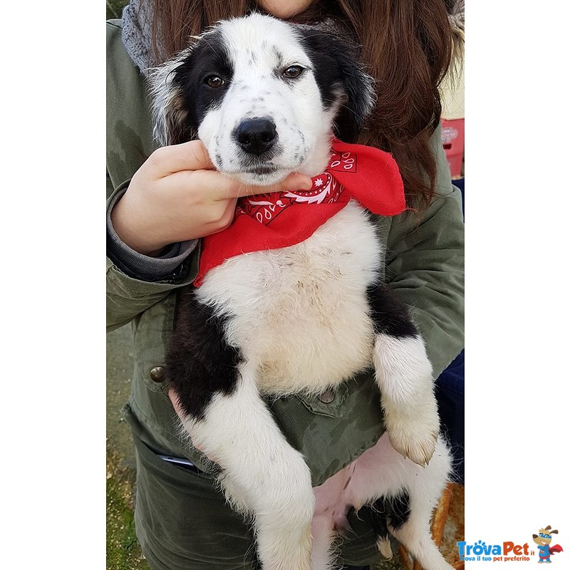 Margot,cucciola in Canile.adottabile in Tutta Italia! - Foto n. 3