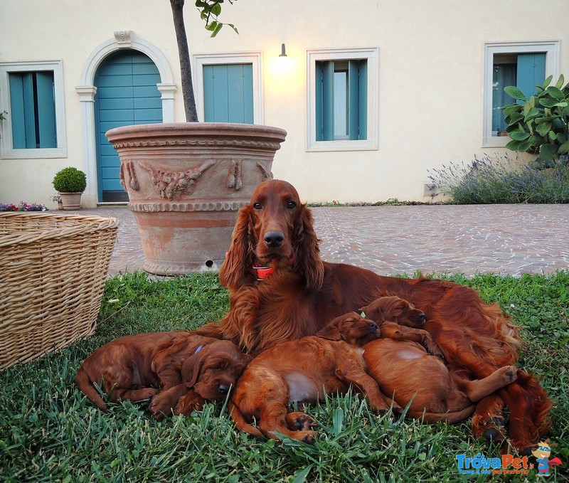 Cucciolata di Setter Irlandese - Foto n. 5