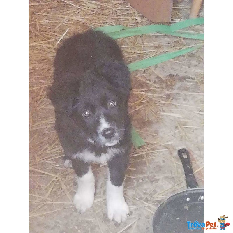 Cucciole Incrocio Maremmano/border Collie - Foto n. 3