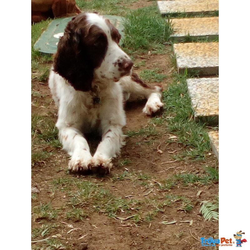 Dolcissimo Springer Spaniel - Foto n. 1