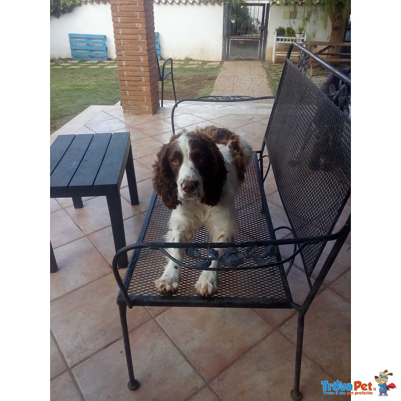 Dolcissimo Springer Spaniel - Foto n. 2