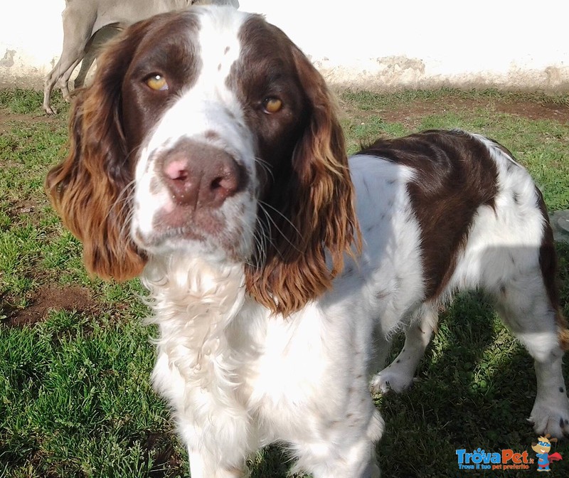 Dolcissimo Springer Spaniel - Foto n. 3