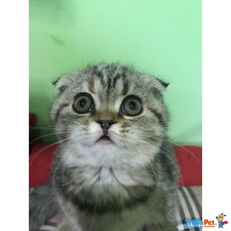 Scottish fold Cheyenne Femmina Tricolore - Foto n. 1