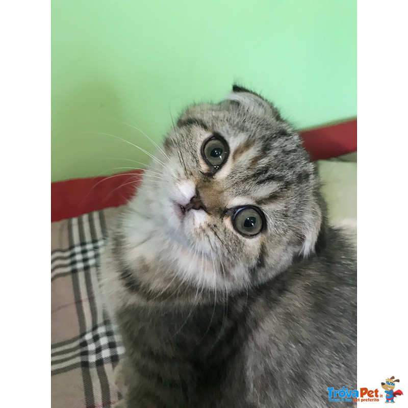 Scottish fold Cheyenne Femmina Tricolore - Foto n. 2