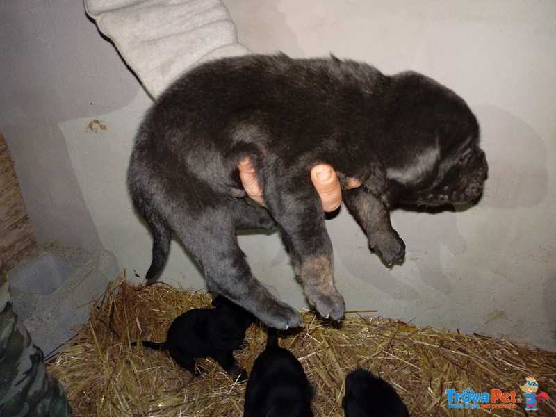 Vendesi Cuccioli di cane Corso - Foto n. 2