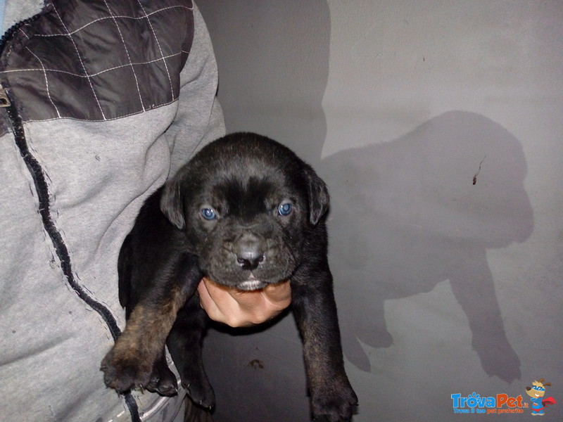 Vendesi Cuccioli di cane Corso - Foto n. 3