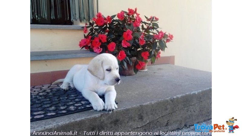 Cuccioli Labrador Biondi Marroni e neri con Pedigree - Foto n. 1