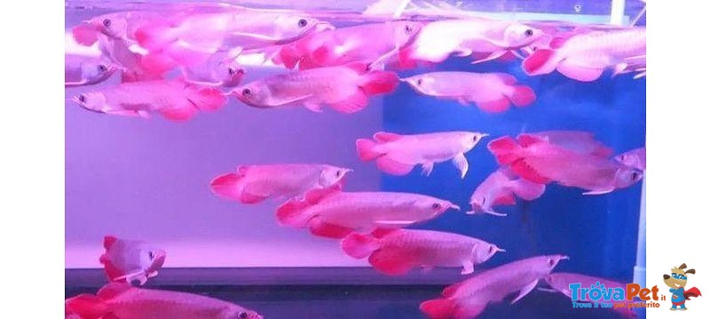 Disponibili Arowana Pesce di Circa 5 - 30 Cm - Foto n. 1