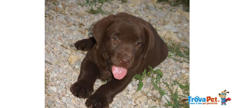 Cuccioli Labrador Biondi Marroni e neri con Pedigree - Foto n. 3