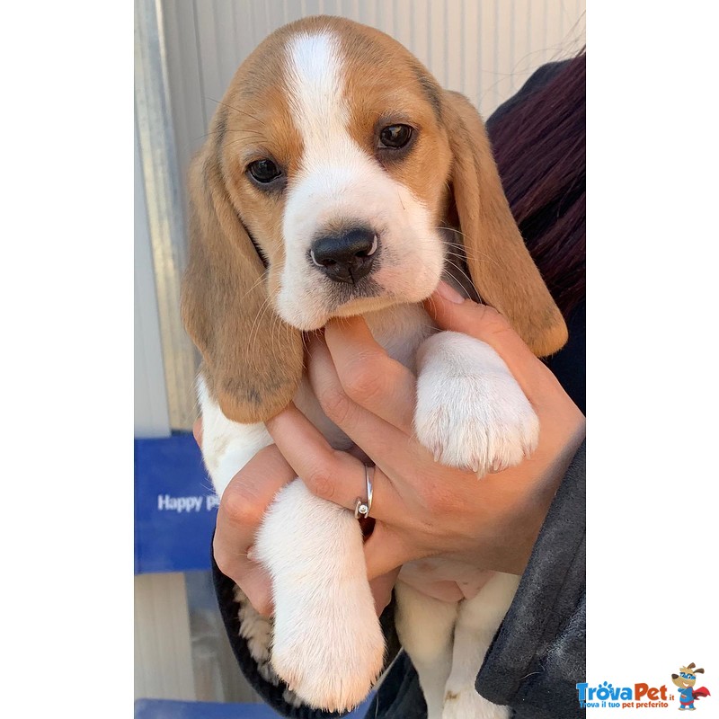 Cuccioli di Beagle - Foto n. 1