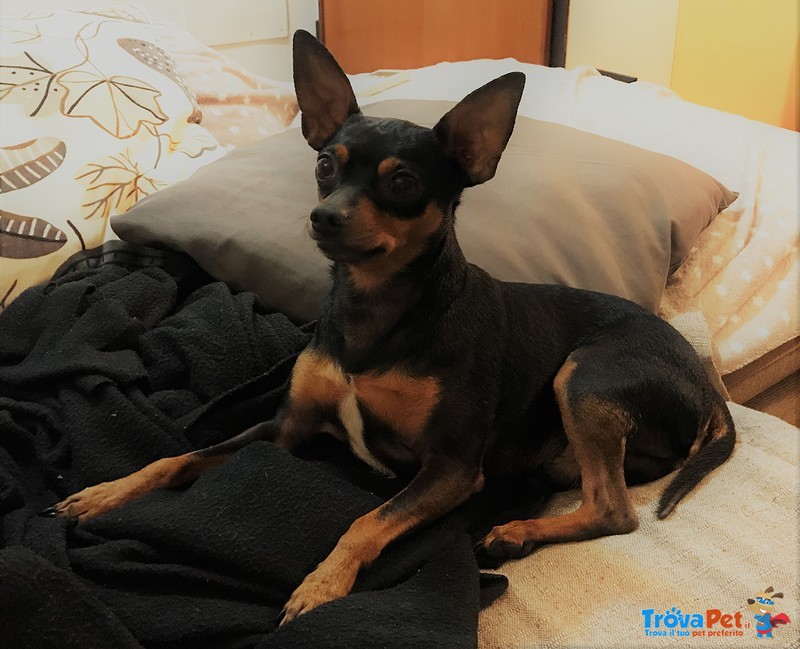 Pinscher Maschio per Accoppiamento - Foto n. 1