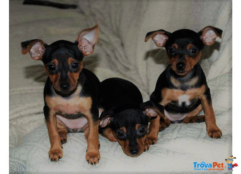 Pinscher Maschio per Accoppiamento - Foto n. 3