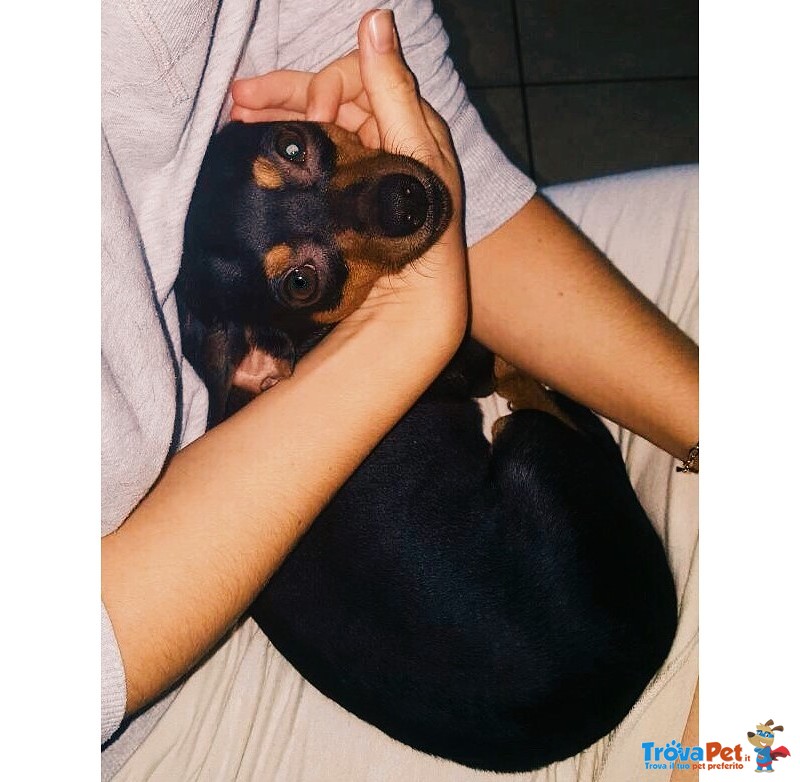 Pinscher Maschio per Accoppiamento - Foto n. 6