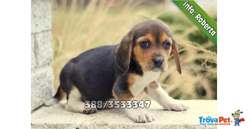 Cuccioli di Beagle Maschi e Femmine - Foto n. 2