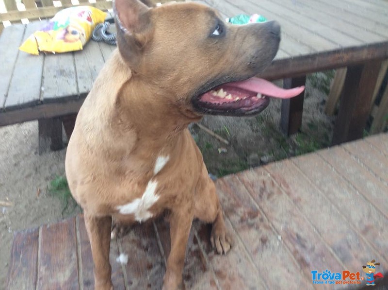 Pit bull Femmina 2 Anni, Tyra, in Adozione!!! - Foto n. 5