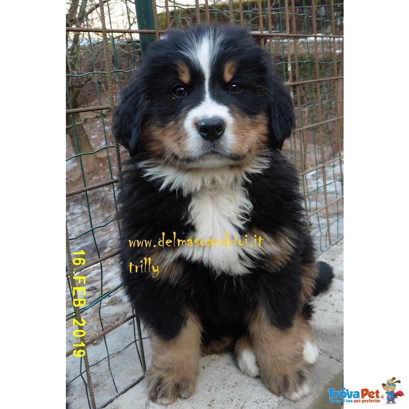 Bovaro del Bernese Cuccioli con Pedigree - Foto n. 1