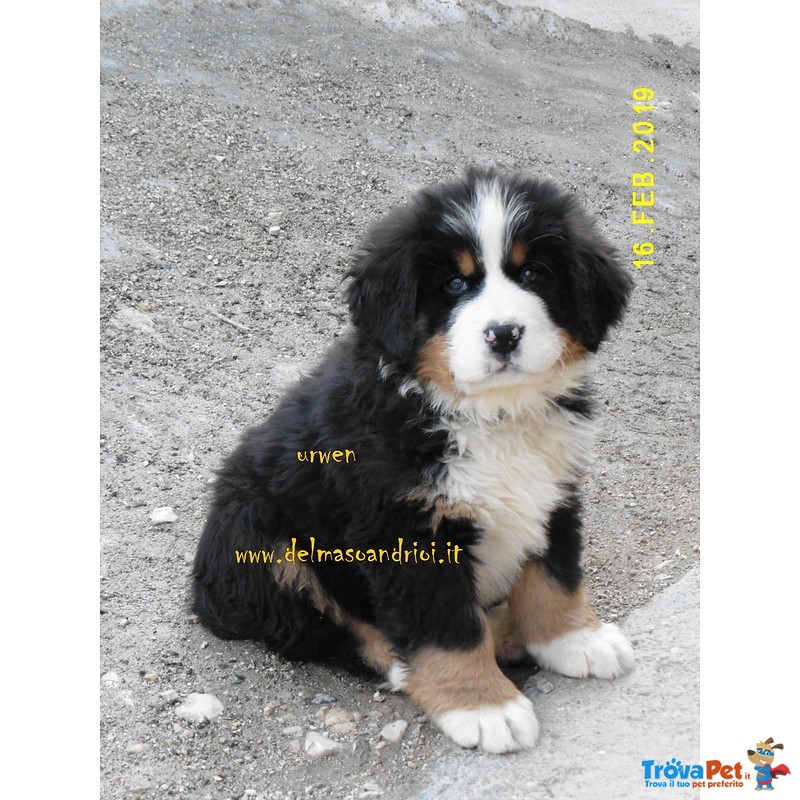 Bovaro del Bernese Cuccioli con Pedigree - Foto n. 2