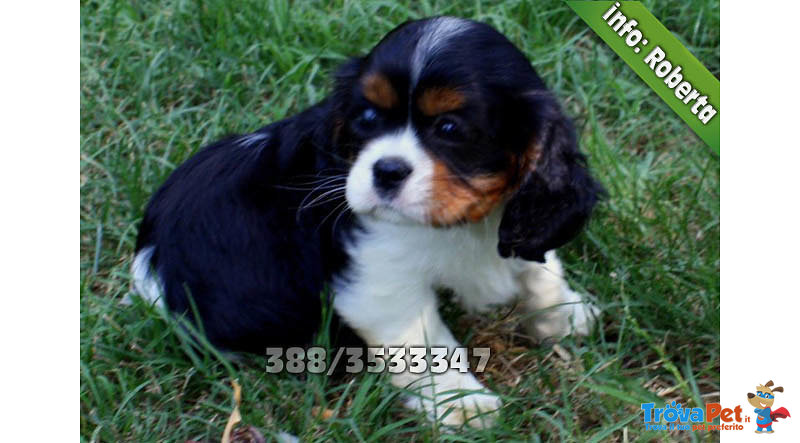 Cavalier King - Foto n. 2