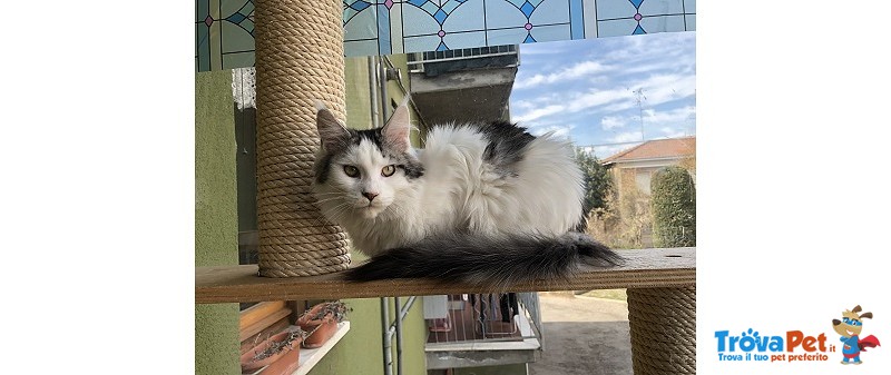 Bellissima Cucciola di Maine Coon - Foto n. 2