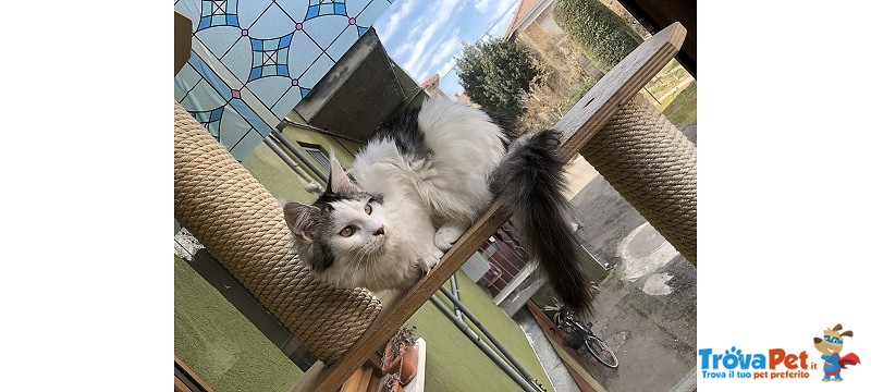 Bellissima Cucciola di Maine Coon - Foto n. 3