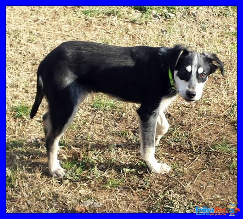 Dumbo Dolce Cucciolo 7 mesi Aspetta Ancora una Mamma - Foto n. 4