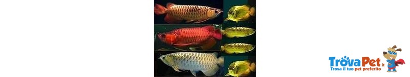 Disponibili Arowana - Foto n. 1