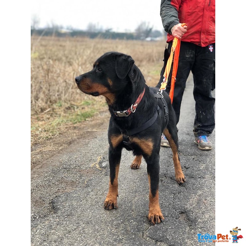 Zoe, Giovane Rottweiler - Foto n. 2