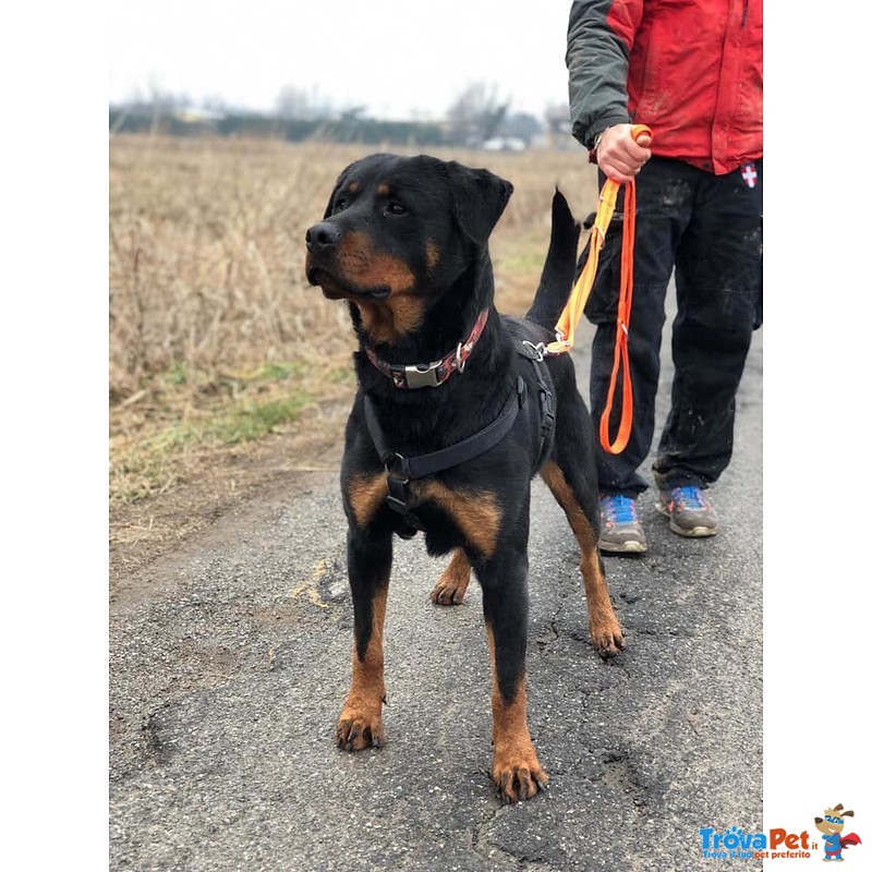 Zoe, Giovane Rottweiler - Foto n. 4