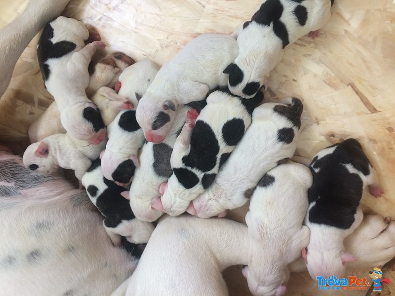 Vendo Cuccioli di Bulldog Americano - Foto n. 1