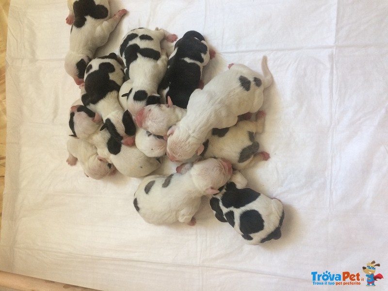 Vendo Cuccioli di Bulldog Americano - Foto n. 2