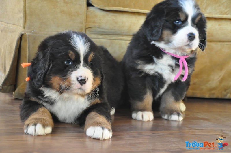 Bellissimi Cuccioli di Bovaro del Bernese - Foto n. 1