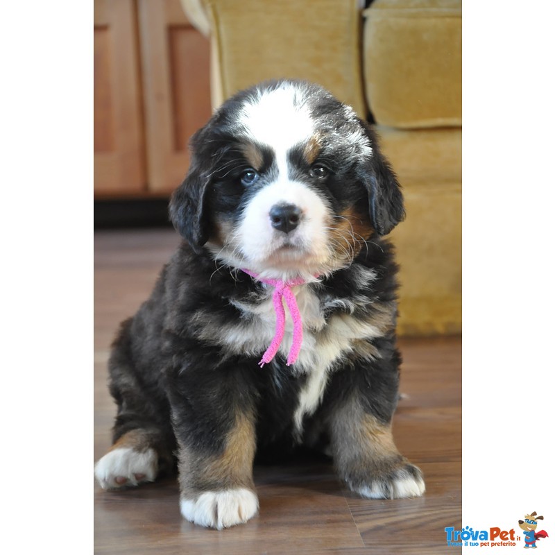 Bellissimi Cuccioli di Bovaro del Bernese - Foto n. 2