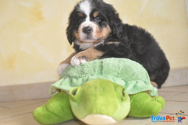 Bellissimi Cuccioli di Bovaro del Bernese - Foto n. 4