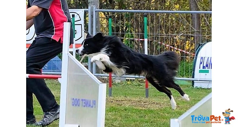 Border Collie - Foto n. 6