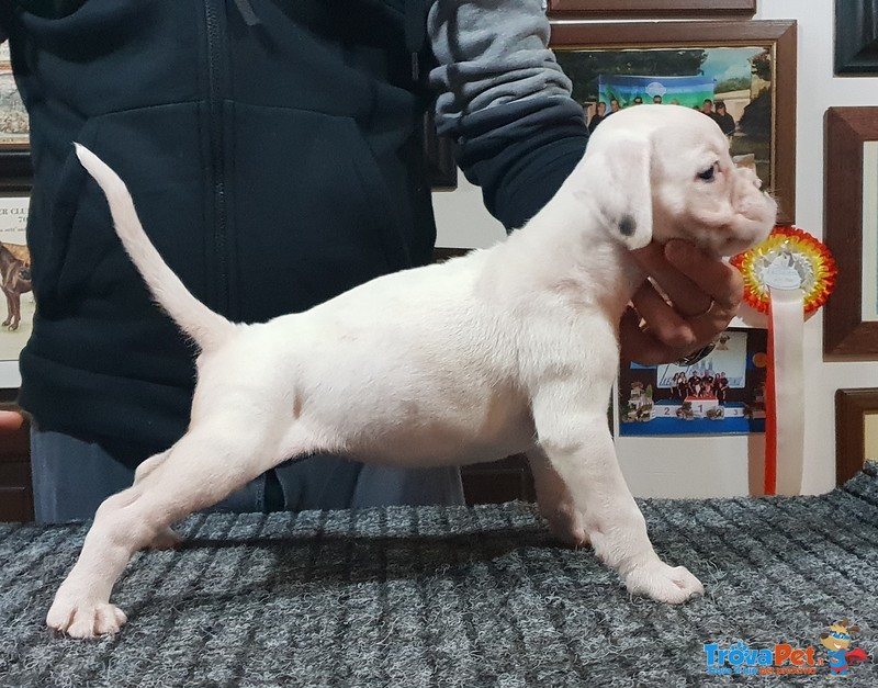 Cucciolo di Boxer Disponibile con Pedigree Enci - Foto n. 2