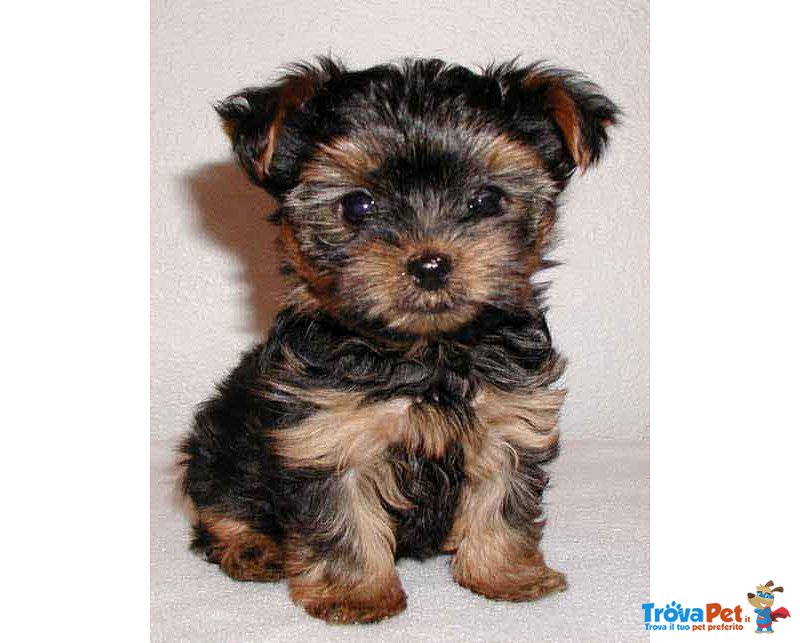 Preziosi Yorkshire Terrier Cuccioli - Foto n. 1