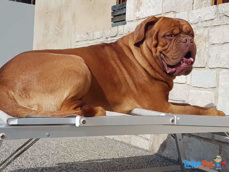 Dogue de Bordeaux di 5 Anni - Foto n. 1