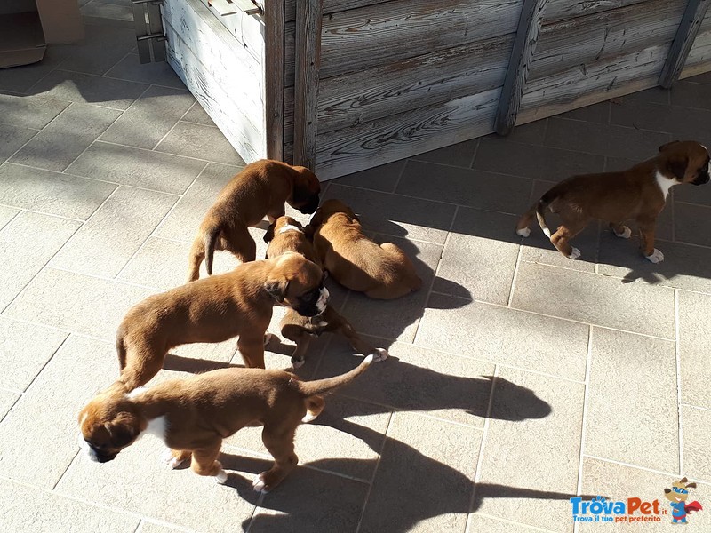 Cuccioli di Boxer Puri - Foto n. 1