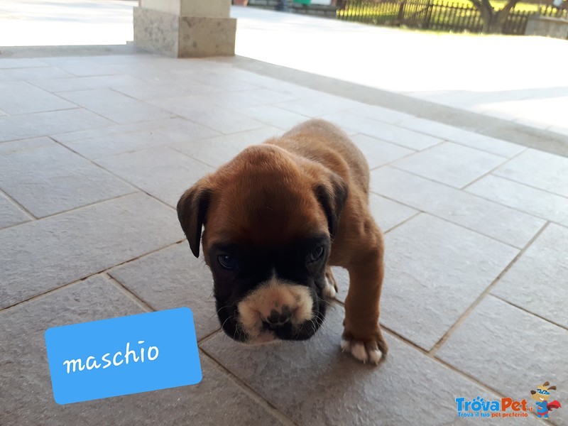 Cuccioli di Boxer Puri - Foto n. 5