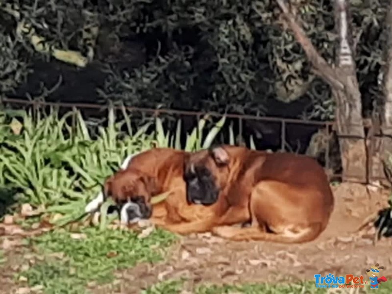 Cuccioli di Boxer Puri - Foto n. 8