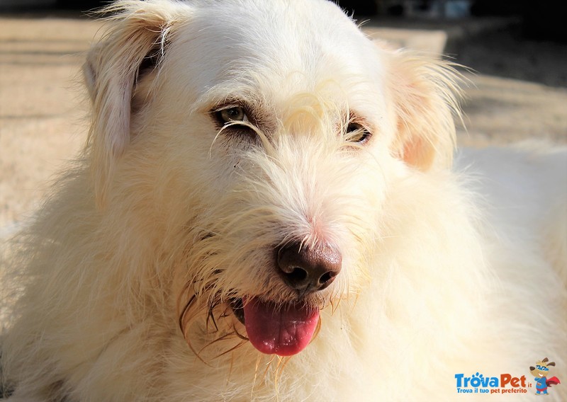 Holly, Spinone Bianco Dagli Occhi Verdi - Foto n. 2