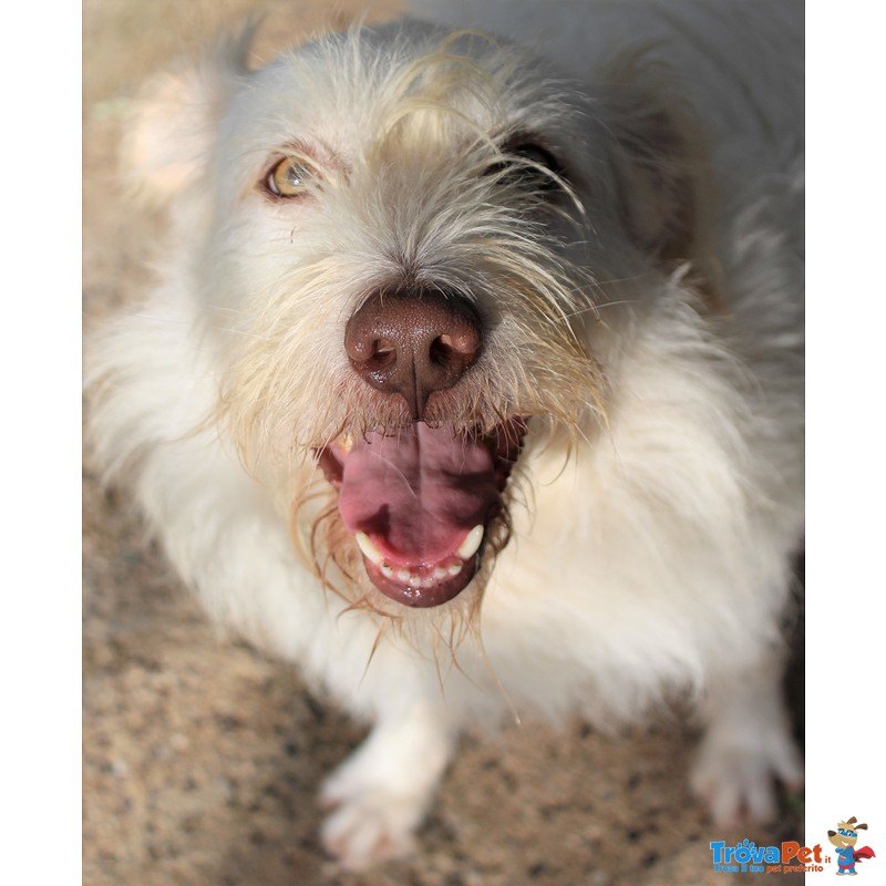 Holly, Spinone Bianco Dagli Occhi Verdi - Foto n. 3