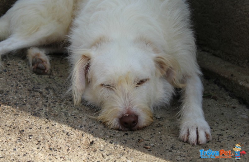 Holly, Spinone Bianco Dagli Occhi Verdi - Foto n. 4