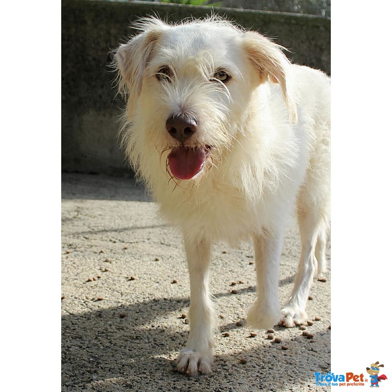 Holly, Spinone Bianco Dagli Occhi Verdi - Foto n. 5